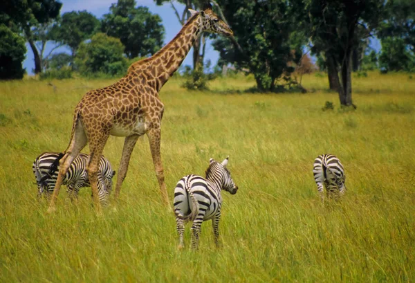 Vista Panorámica Fauna Flora Savannah — Foto de Stock