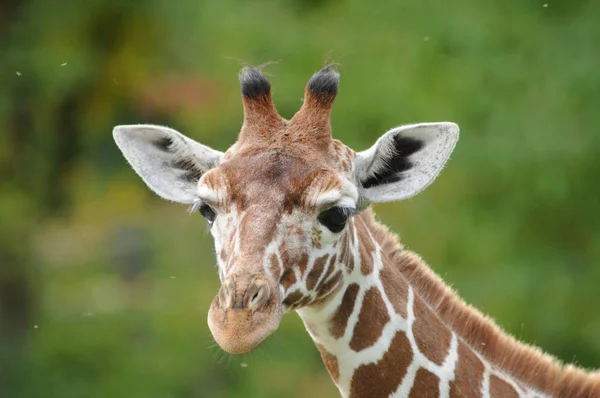 Jirafa Animal Foto Naturaleza Fauna Silvestre — Foto de Stock