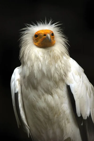 Aussichtsreiche Aussicht Auf Schöne Vögel Der Natur — Stockfoto