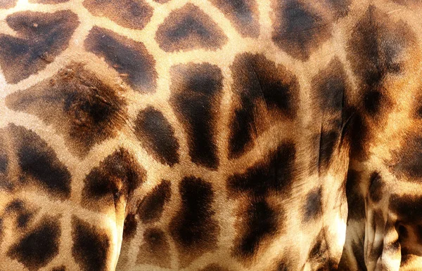 Giraffa Animale Mammifero Erbivoro — Foto Stock