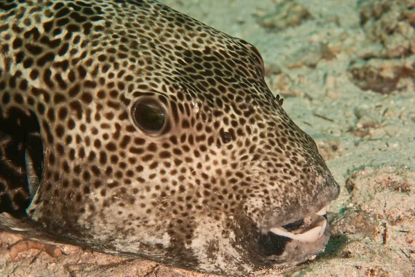 Scenic View Underwater World — Stock Photo, Image