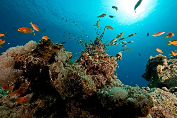 Mar Subaquático Corais Peixes Água — Fotografia de Stock