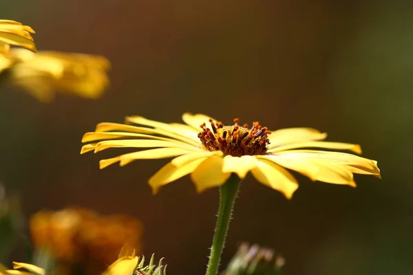 Hermoso Plano Botánico Fondo Pantalla Natural — Foto de Stock