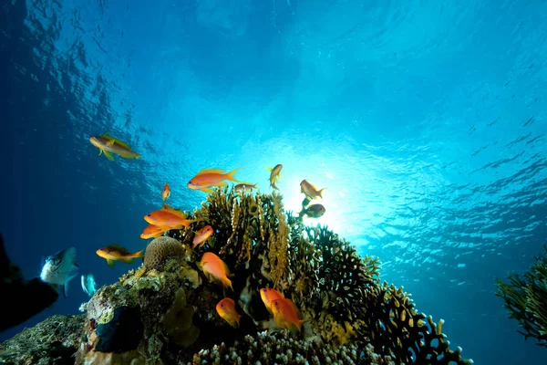 Sea Underwater Coral Fishes Water — Stock Photo, Image