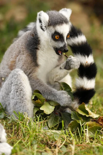 Primer Plano Los Animales Zoológico — Foto de Stock