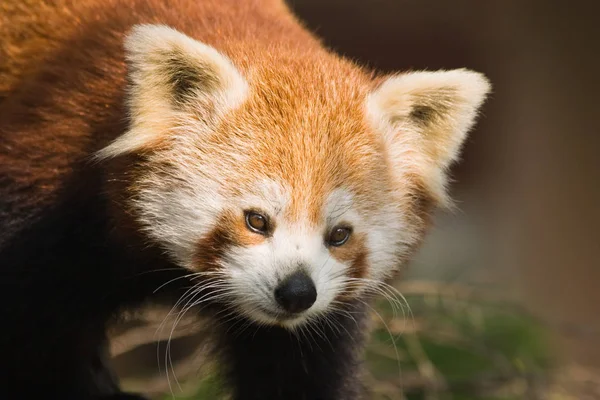 Kırmızı Panda Ailurus Fulgens — Stok fotoğraf