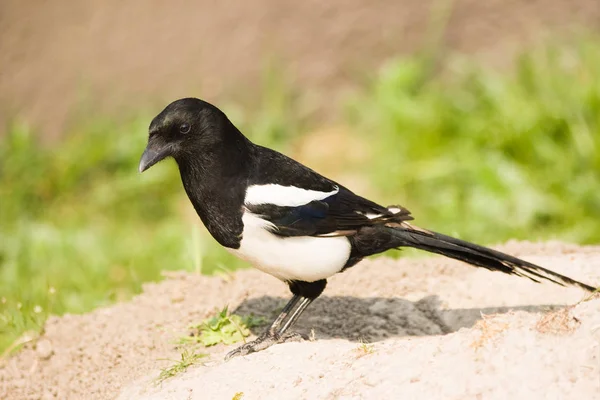 Magpie Comum Magpie Europeu — Fotografia de Stock