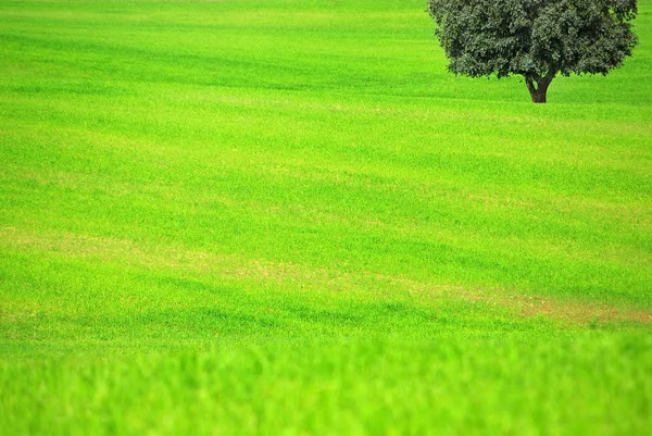 Sown Green Field Tree — Stock Photo, Image