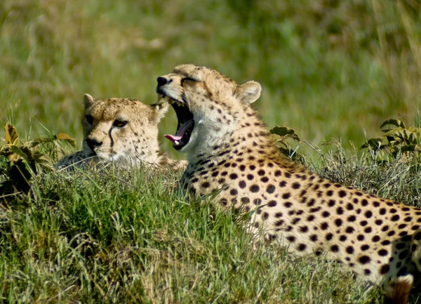 Guépard Tacheté Grand Chat Prédateur — Photo