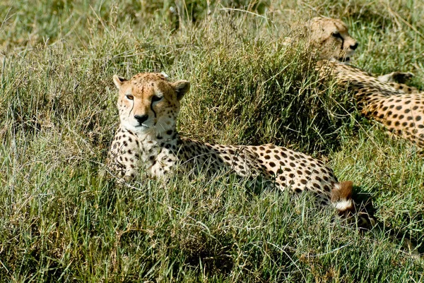 Guepardo Africano Manchado Depredador Gato Grande —  Fotos de Stock