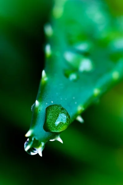 Feuilles Florales Vert Aloe Vera — Photo