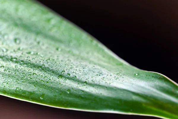 Bamboo Leaves Water Drops — Stock Photo, Image