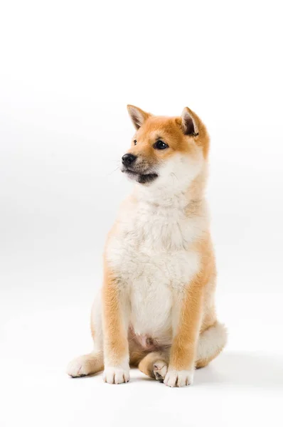 Portrait Cute Dog — Stock Photo, Image