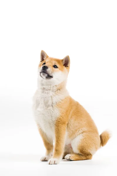 Retrato Lindo Perro — Foto de Stock