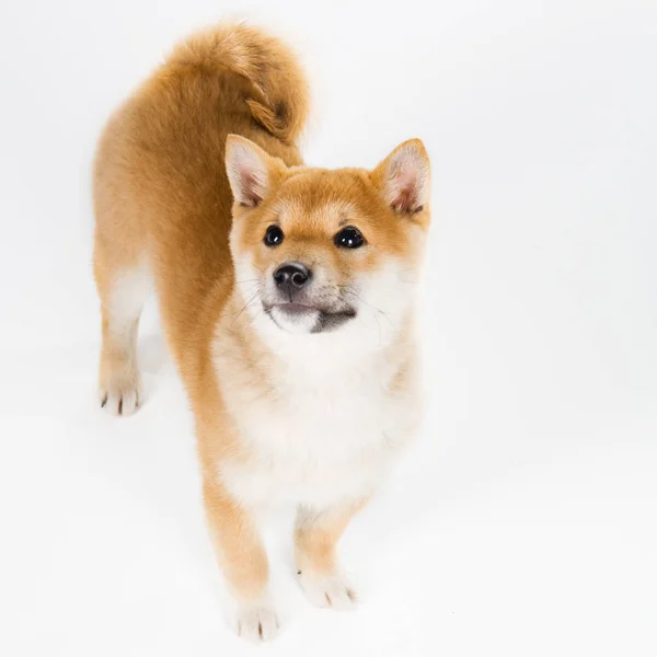 Portrait Cute Dog — Stock Photo, Image