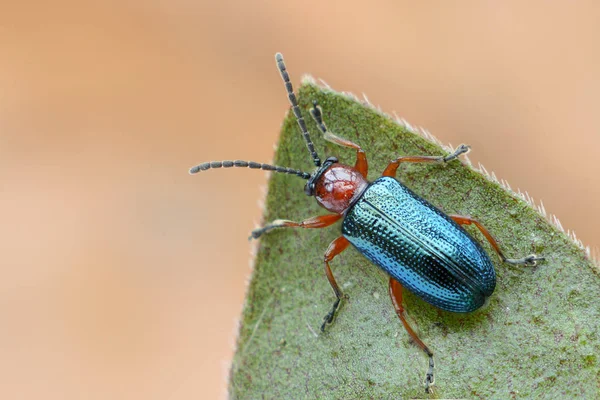 Vista Ravvicinata Bug Natura — Foto Stock