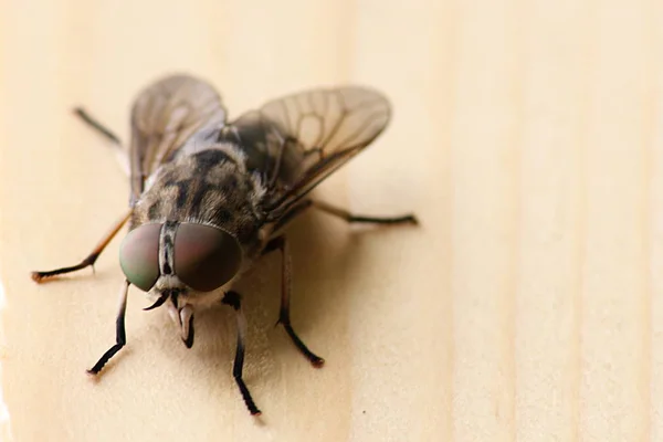 Nahaufnahme Von Käfer Der Natur — Stockfoto