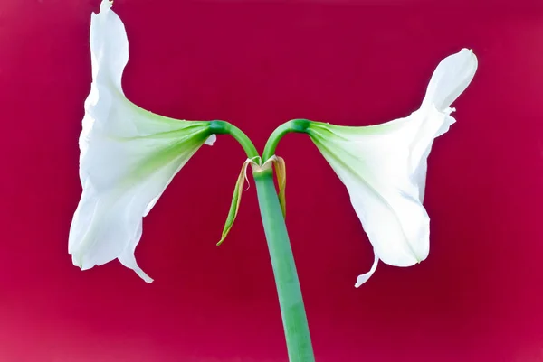 Amarilis Flores Pétalos Flora —  Fotos de Stock