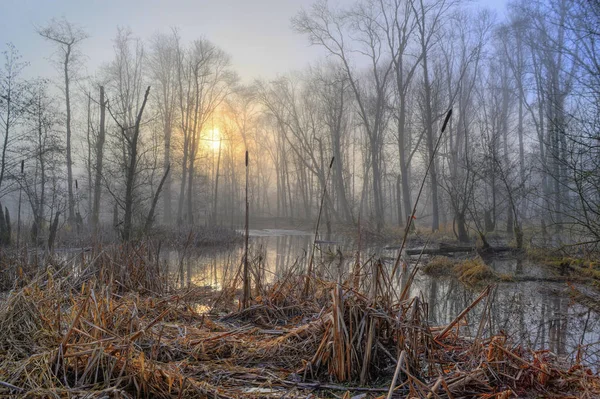 Herbst Landschaft Fluss Wald — Stockfoto