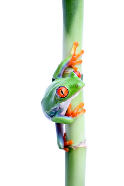 Frog Bamboo Isolated — Stock Photo, Image