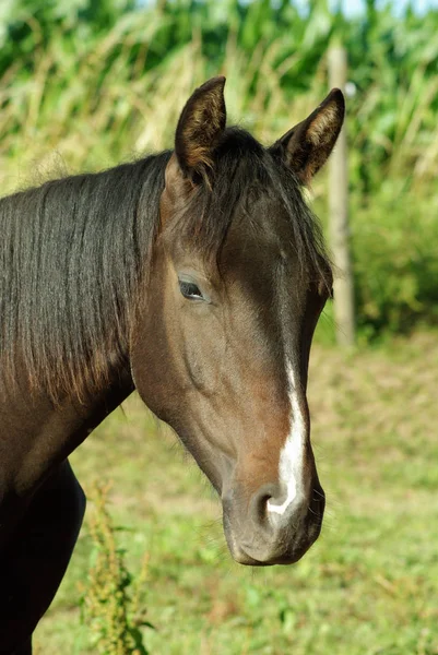 Bonito Cavalo Selvagem Natureza — Fotografia de Stock