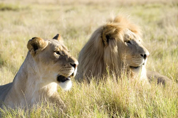 Predator Animal Lion Wildlife — Stock Photo, Image