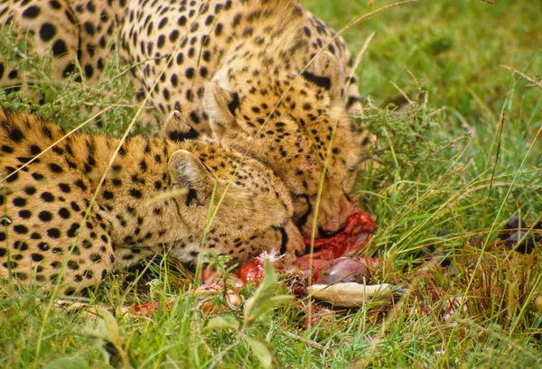 Cheetah Serengeti — Stok Foto