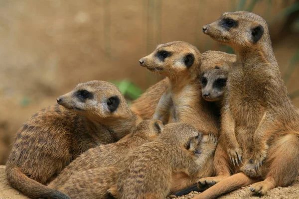 Meerkat Djur Varelse Suricatta — Stockfoto