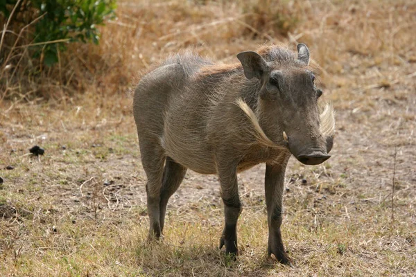 Naturskön Utsikt Över Savannahs Fauna Och Flora — Stockfoto