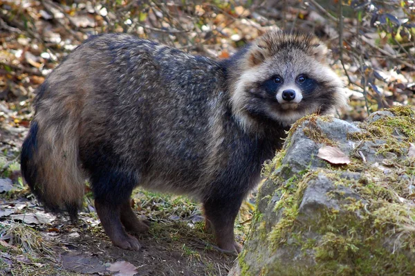 Rakun Hayvanı Fauna Memeli Procyonid Ailesi — Stok fotoğraf