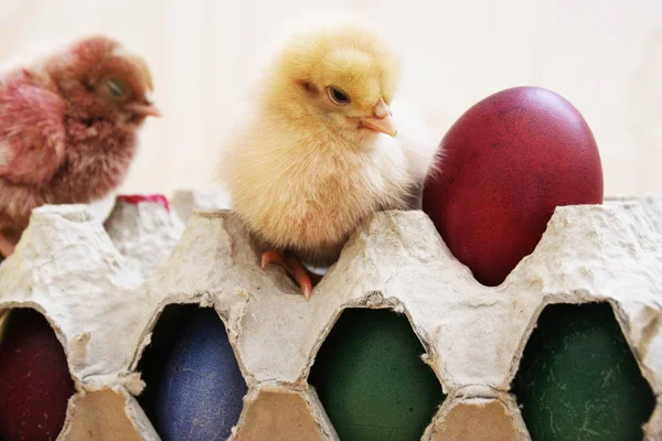 Kurczęta Pudełku Jaj — Zdjęcie stockowe
