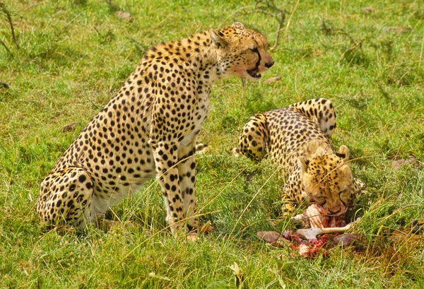 Guepardos Serengeti — Foto de Stock