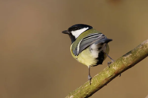 Schilderachtig Uitzicht Prachtige Titmouse Vogel — Stockfoto