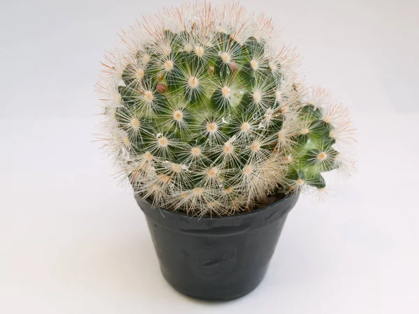 Tropische Groene Plant Sappige Cactussen — Stockfoto