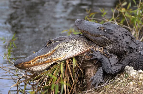 Crocodile Animal Amphibian Predator — Stock Photo, Image