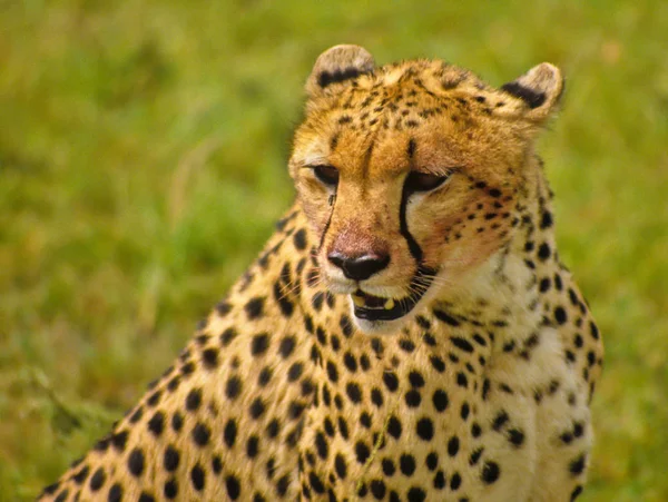 Guépard Dans Serengeti — Photo