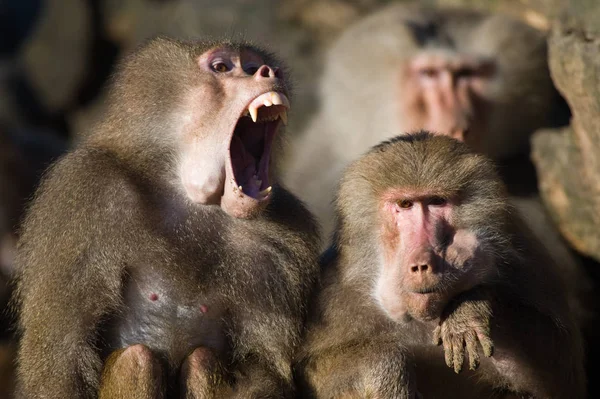 Dierlijke Thema Aap Natuur — Stockfoto