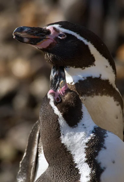 Симпатичные Пингвины Дикой Природе — стоковое фото
