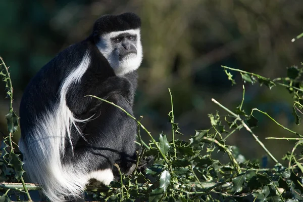 Macaco Animais Vida Natureza Fauna — Fotografia de Stock