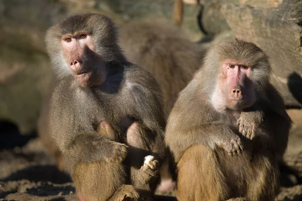 Temas Animales Mono Naturaleza — Foto de Stock