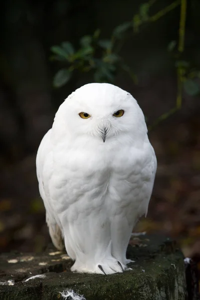 Pássaro Coruja Neve Penas Pássaro Branco — Fotografia de Stock