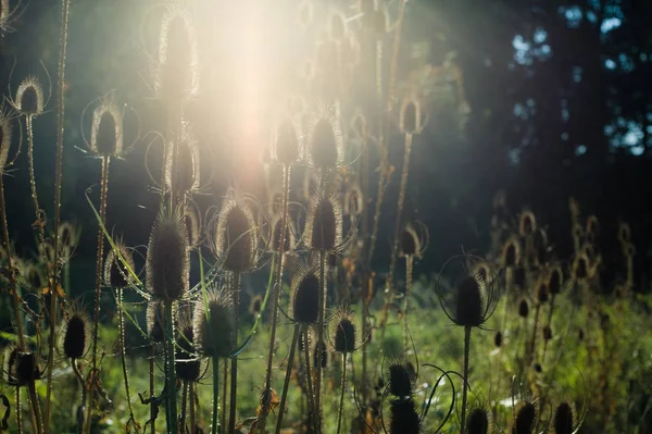 Sommerlandschaft Mit Gras Und Blumen — Stockfoto