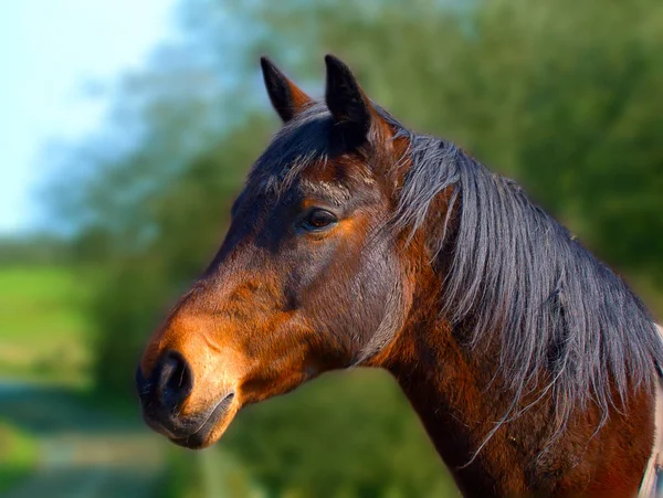 Cavalo Castanho Animal Equino — Fotografia de Stock