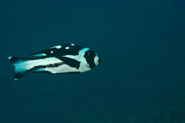 Photographie Sous Marine Vie Marine Des Caraïbes — Photo