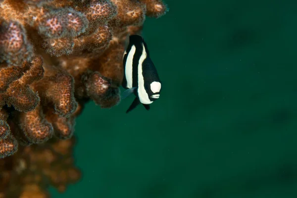 Närbild Insekter Vild Natur — Stockfoto