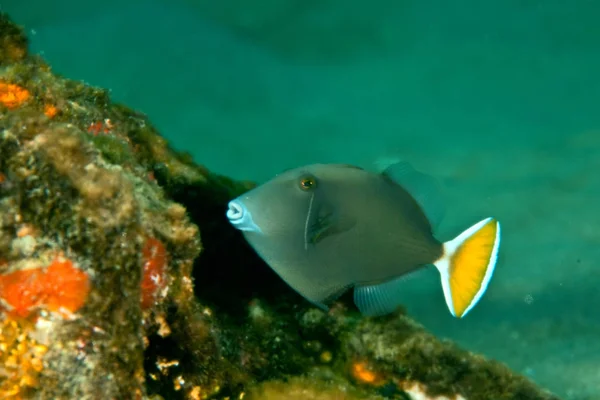 水下摄影 加勒比海洋生物 — 图库照片