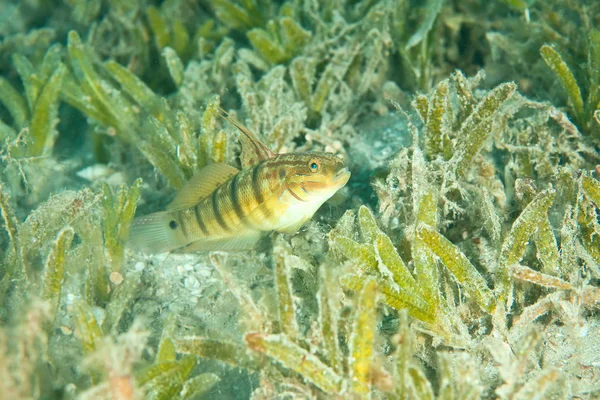 Meereslebewesen Mit Fischen Unter Wasser — Stockfoto
