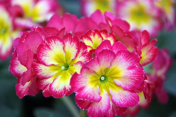 美丽的Pansy花 花园花 — 图库照片