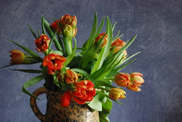 Spring Tulips Flowers Flora — Stock Photo, Image