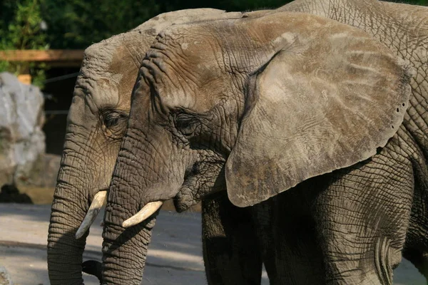 Mamífero Africano Animal Herbívoro Elefante — Foto de Stock